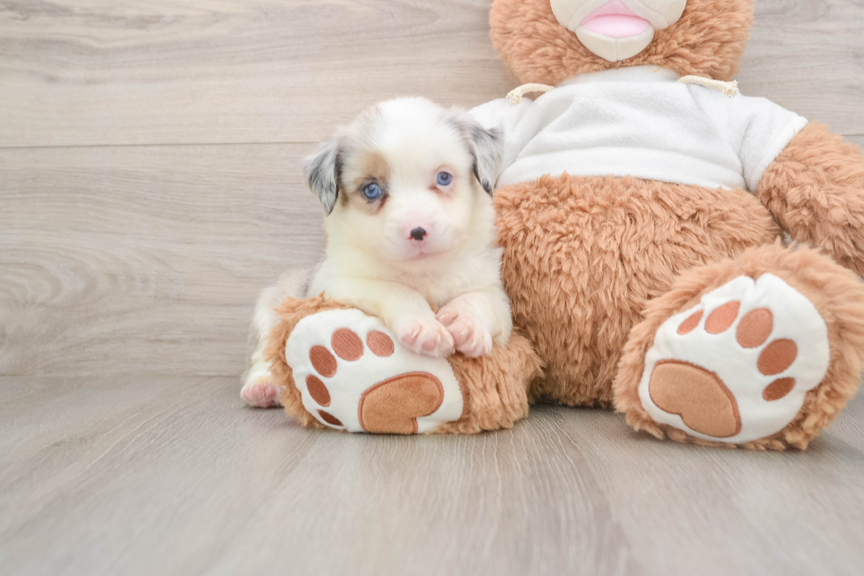 Cute Mini Australian Shepherd Purebred Puppy