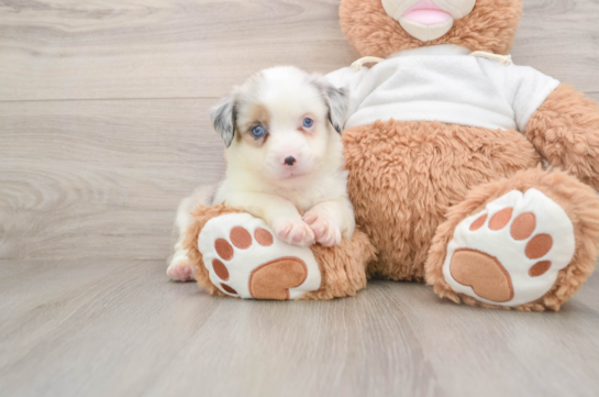 GRIFFY, a Mini Aussie littermate