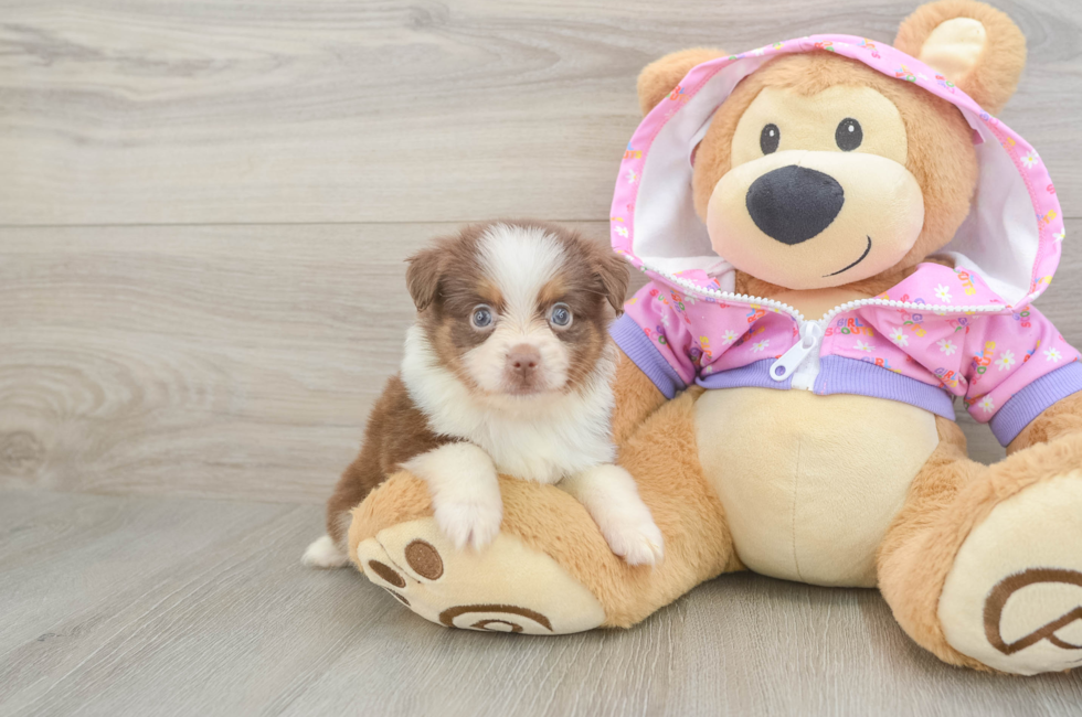 6 week old Mini Aussie Puppy For Sale - Pilesgrove Pups