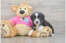 Energetic Mini Australian Shepherd Purebred Puppy