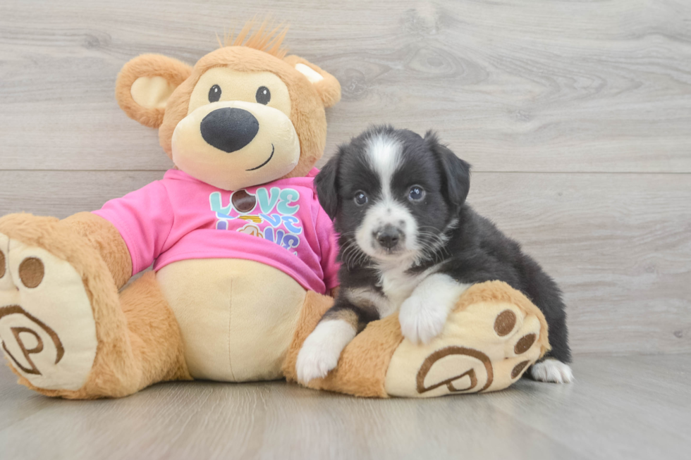 Energetic Mini Australian Shepherd Purebred Puppy