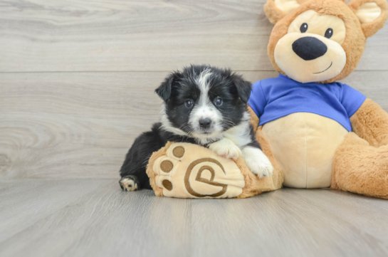 Hypoallergenic Mini Aussie Purebred Pup