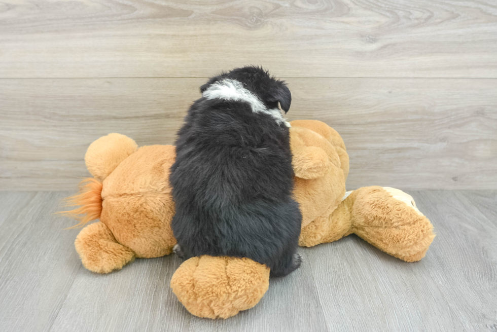 Petite Mini Australian Shepherd Purebred Puppy