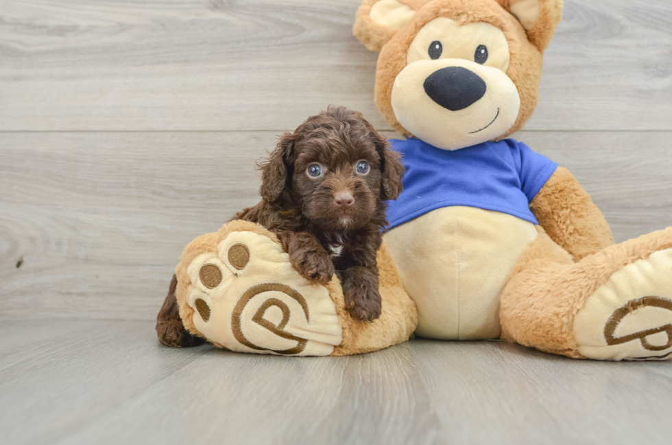 8 week old Mini Aussiedoodle Puppy For Sale - Pilesgrove Pups