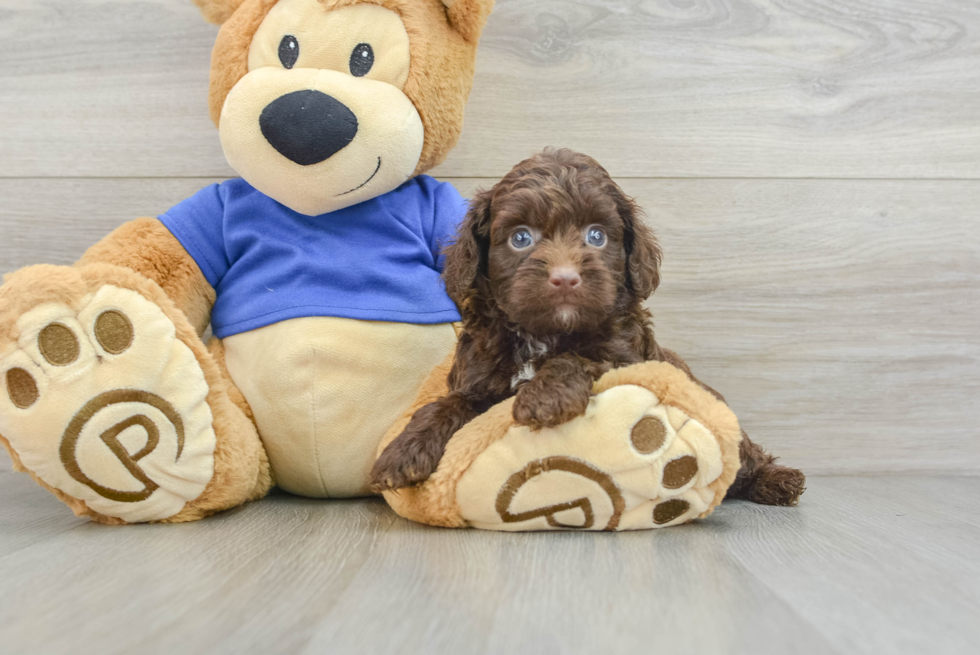 Petite Mini Aussiedoodle Poodle Mix Pup