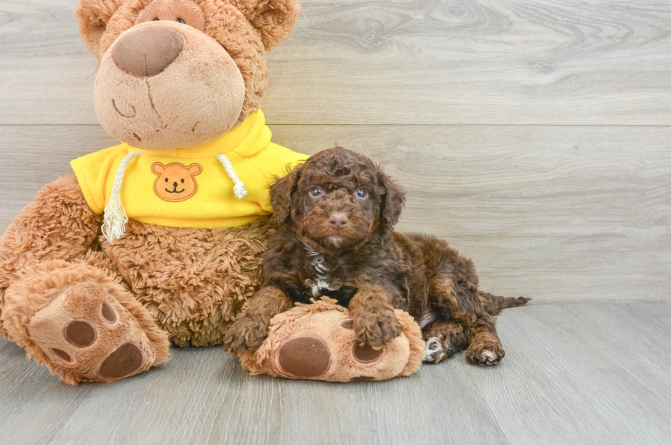 8 week old Mini Aussiedoodle Puppy For Sale - Pilesgrove Pups