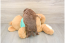 Mini Aussiedoodle Puppy for Adoption