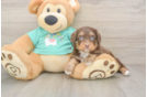 Friendly Mini Aussiedoodle Baby