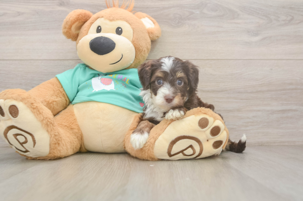 5 week old Mini Aussiedoodle Puppy For Sale - Pilesgrove Pups