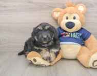 5 week old Mini Aussiedoodle Puppy For Sale - Pilesgrove Pups