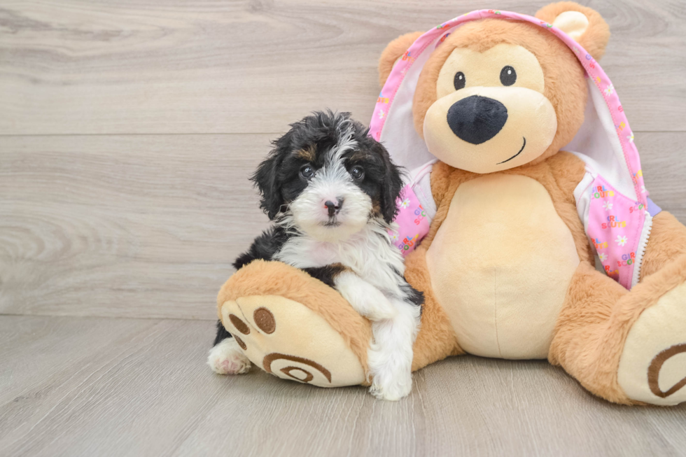 Mini Aussiedoodle Pup Being Cute