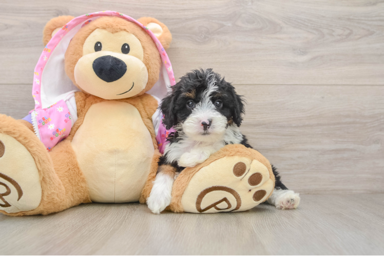Mini Aussiedoodle Puppy for Adoption