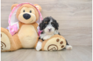 Mini Aussiedoodle Puppy for Adoption