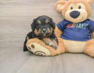 8 week old Mini Aussiedoodle Puppy For Sale - Pilesgrove Pups