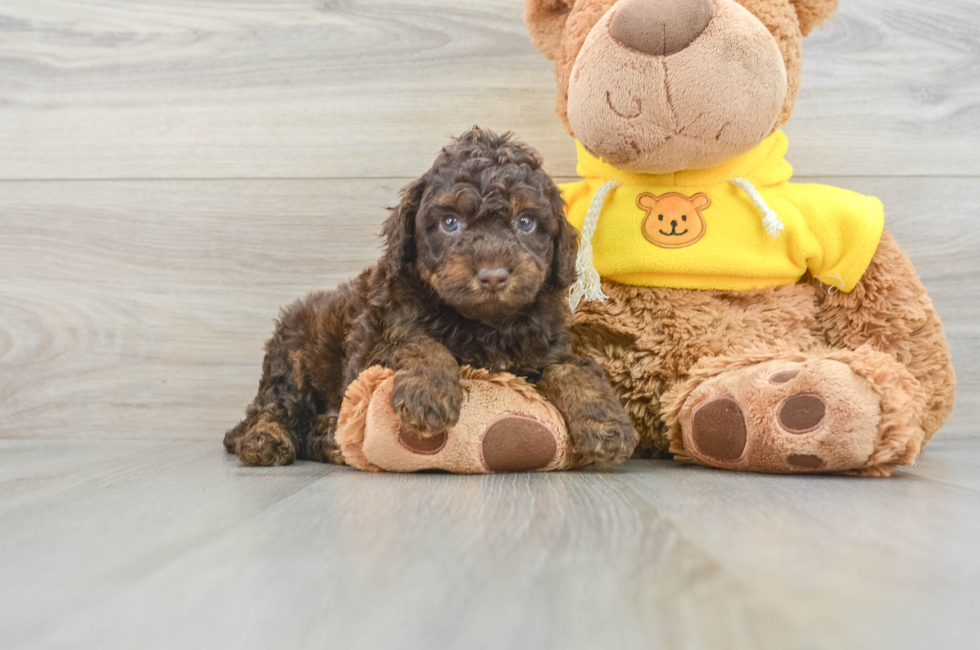 8 week old Mini Aussiedoodle Puppy For Sale - Pilesgrove Pups