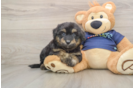 Playful Aussiepoo Poodle Mix Puppy