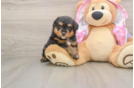 Petite Mini Aussiedoodle Poodle Mix Pup