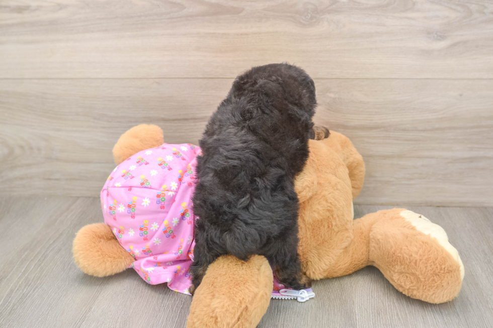 Mini Aussiedoodle Puppy for Adoption