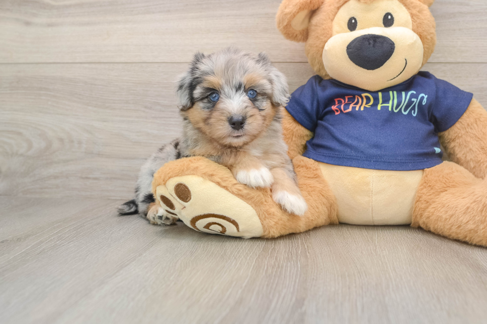 Mini Aussiedoodle Pup Being Cute