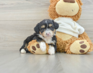 8 week old Mini Aussiedoodle Puppy For Sale - Pilesgrove Pups