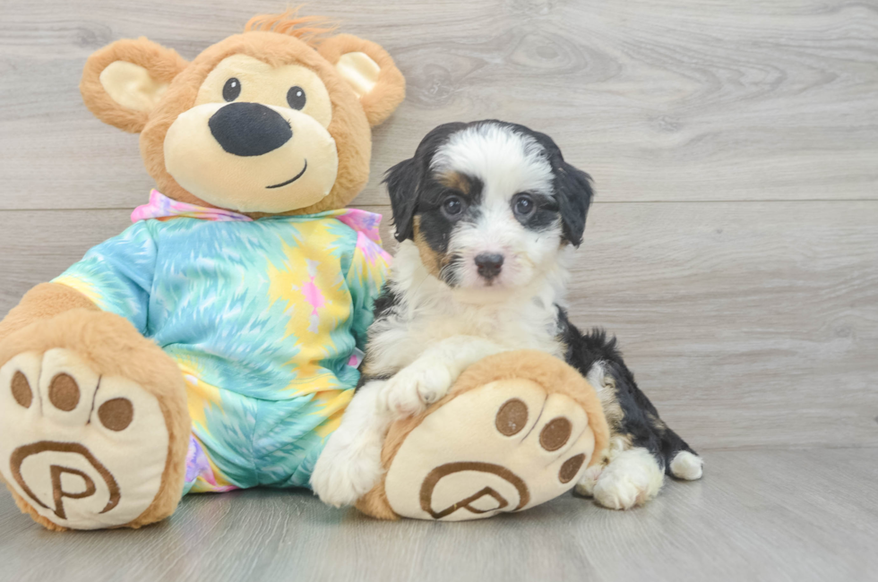 6 week old Mini Aussiedoodle Puppy For Sale - Pilesgrove Pups
