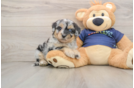 Mini Aussiedoodle Puppy for Adoption