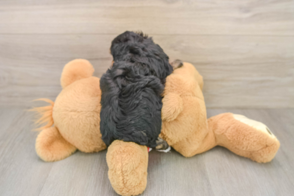 Cute Mini Aussiedoodle Baby