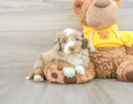 8 week old Mini Aussiedoodle Puppy For Sale - Pilesgrove Pups