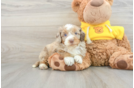 Best Mini Aussiedoodle Baby