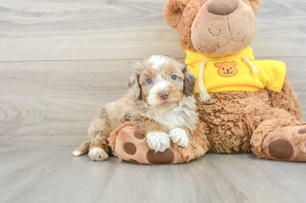 8 week old Mini Aussiedoodle Puppy For Sale - Pilesgrove Pups