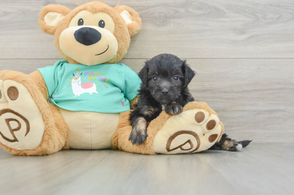 5 week old Mini Aussiedoodle Puppy For Sale - Pilesgrove Pups