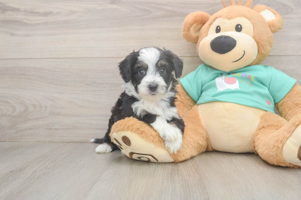 5 week old Mini Aussiedoodle Puppy For Sale - Pilesgrove Pups