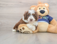 5 week old Mini Aussiedoodle Puppy For Sale - Pilesgrove Pups