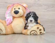 8 week old Mini Aussiedoodle Puppy For Sale - Pilesgrove Pups