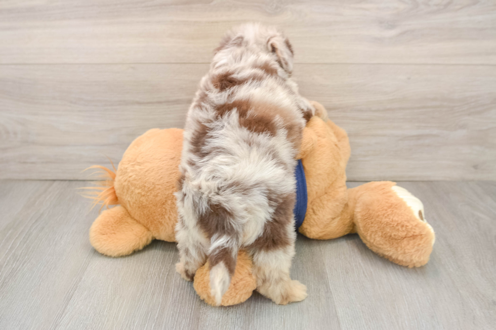 Best Mini Aussiedoodle Baby