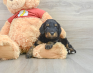 8 week old Mini Aussiedoodle Puppy For Sale - Pilesgrove Pups