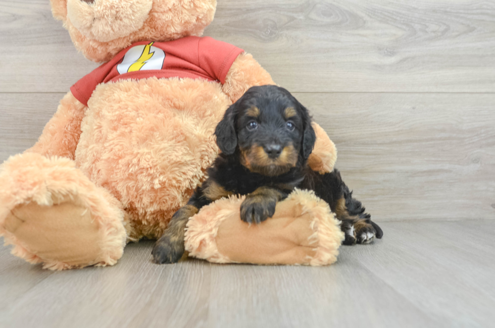 8 week old Mini Aussiedoodle Puppy For Sale - Pilesgrove Pups