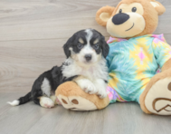 8 week old Mini Aussiedoodle Puppy For Sale - Pilesgrove Pups