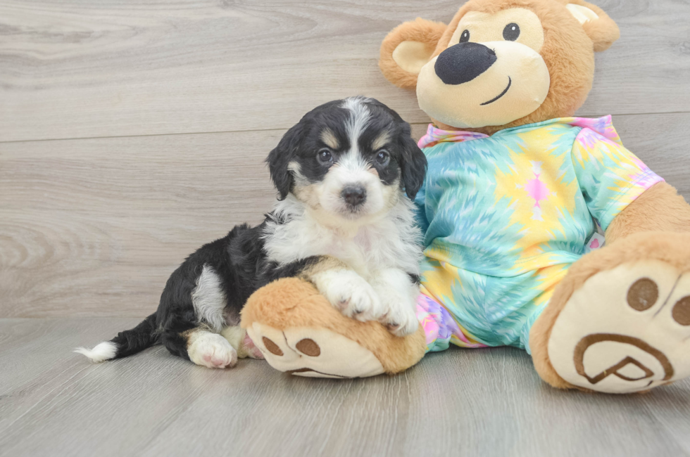 6 week old Mini Aussiedoodle Puppy For Sale - Pilesgrove Pups