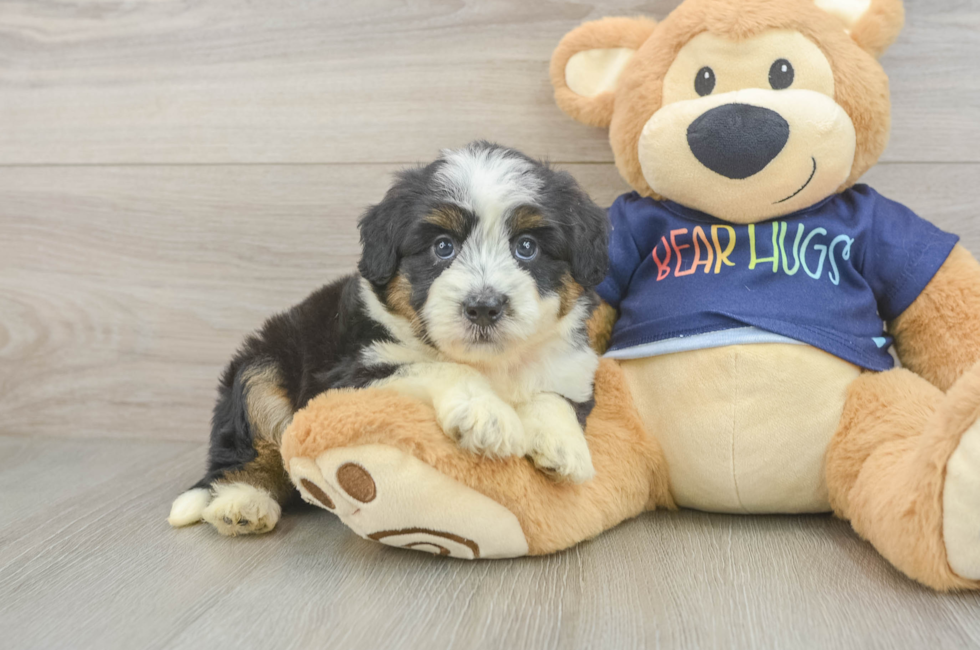 6 week old Mini Aussiedoodle Puppy For Sale - Pilesgrove Pups