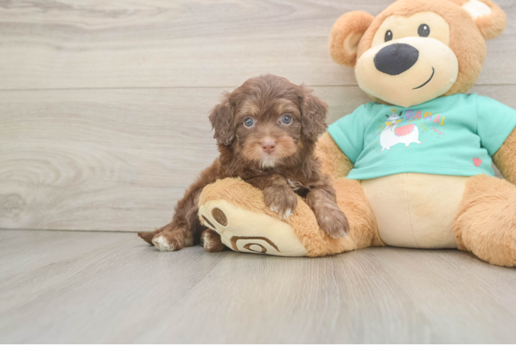 Energetic Aussie Poo Poodle Mix Puppy