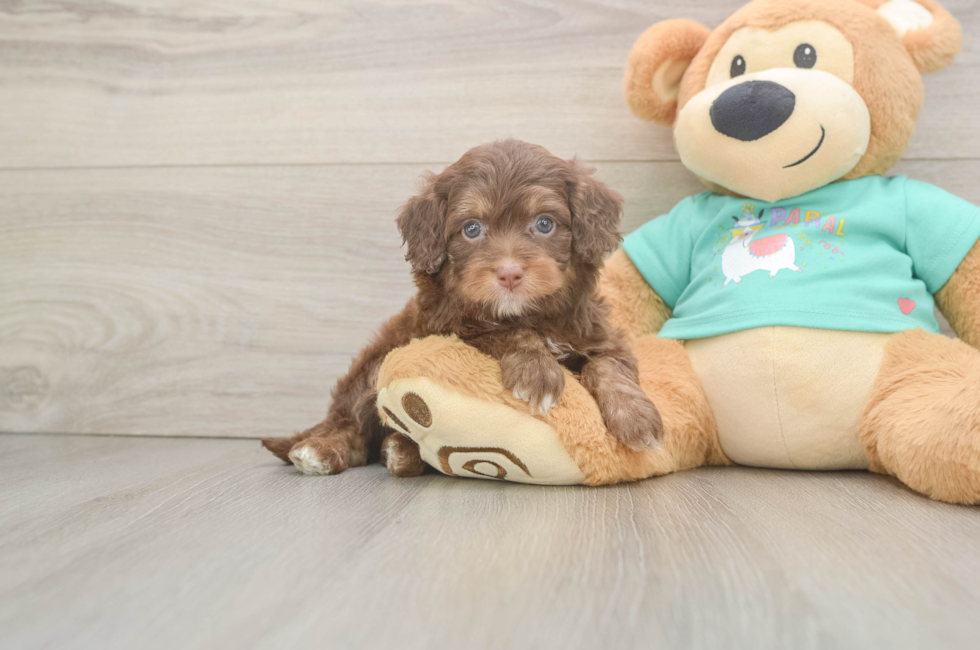 5 week old Mini Aussiedoodle Puppy For Sale - Pilesgrove Pups