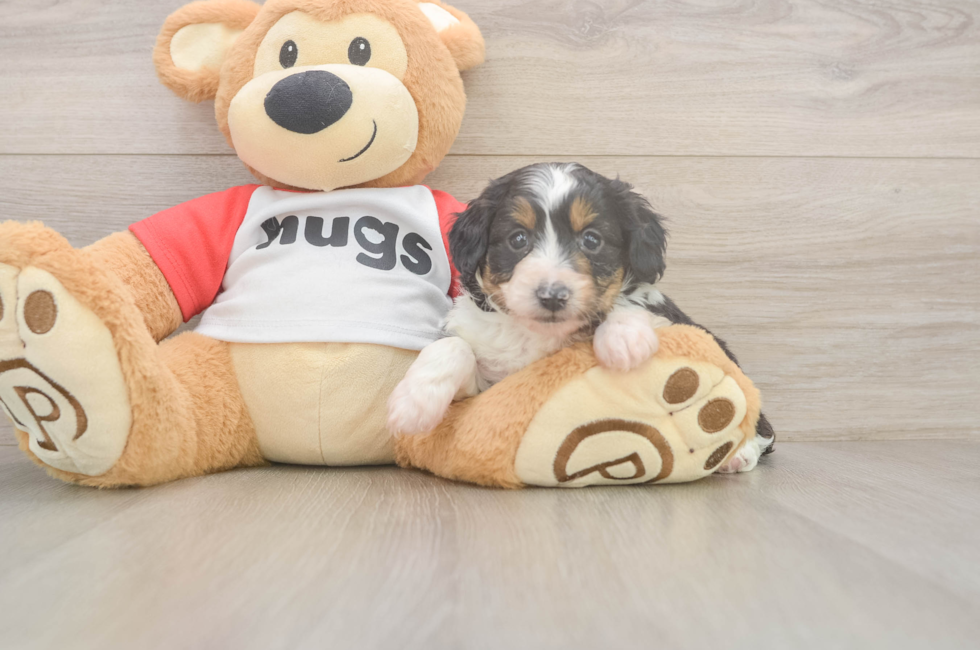 5 week old Mini Aussiedoodle Puppy For Sale - Pilesgrove Pups