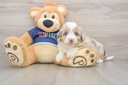 Energetic Aussie Poo Poodle Mix Puppy