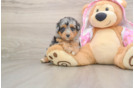 Best Mini Aussiedoodle Baby