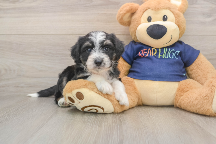 Petite Mini Aussiedoodle Poodle Mix Pup