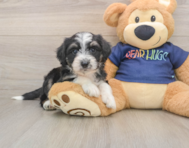 8 week old Mini Aussiedoodle Puppy For Sale - Pilesgrove Pups