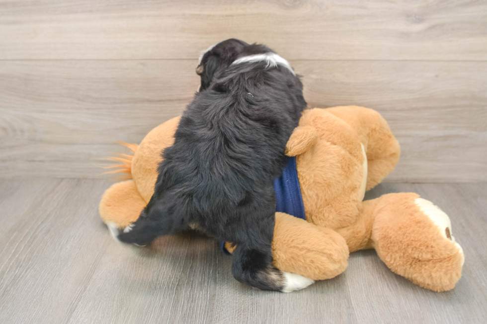 Popular Mini Aussiedoodle Poodle Mix Pup