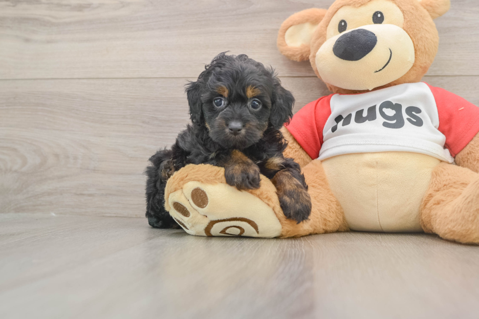 Little Aussiepoo Poodle Mix Puppy