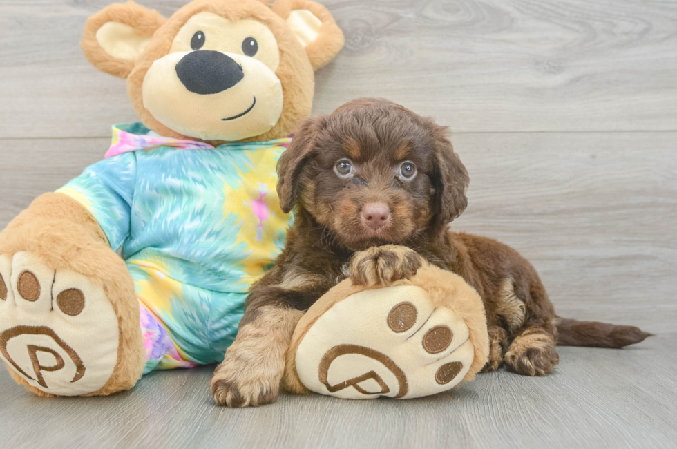6 week old Mini Aussiedoodle Puppy For Sale - Pilesgrove Pups